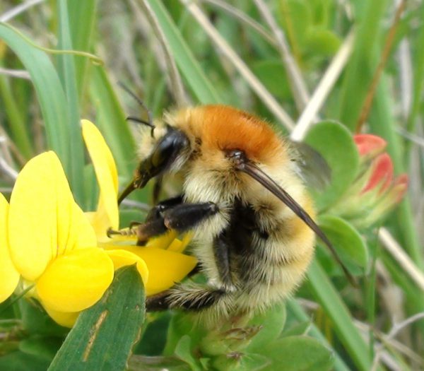 Protecting Farmland Pollinators - National Biodiversity Data Centre