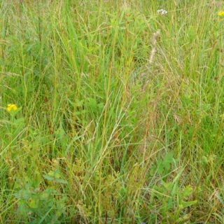 GL1B: Agrostis stolonifera – Filipendula ulmaria marsh-grassland