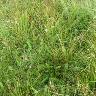 GL1C: Molinia caerulea – Succisa pratensis grassland