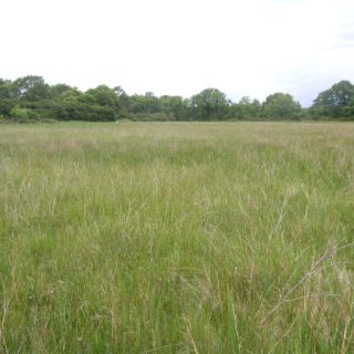 GL1C: Molinia caerulea – Succisa pratensis grassland