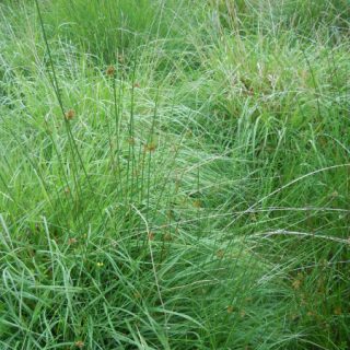 GL1D: Molinia caerulea – Potentilla erecta – Agrostis stolonifera grassland