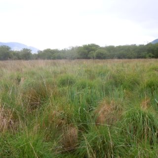 GL1D: Molinia caerulea – Potentilla erecta – Agrostis stolonifera grassland