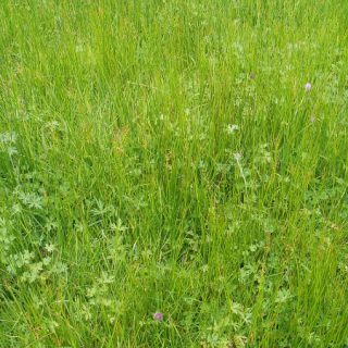 GL1E: Juncus acutiflorus – Rhytidiadelphus squarrosus grassland