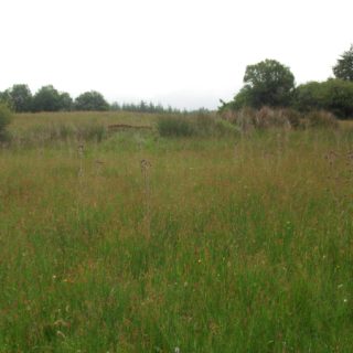 GL1E: Juncus acutiflorus – Rhytidiadelphus squarrosus grassland