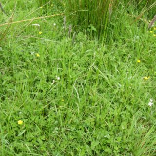 GL2A: Agrostis stolonifera – Ranunculus repens marsh-grassland