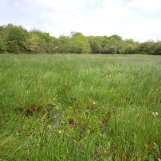 GL2A: Agrostis stolonifera – Ranunculus repens marsh-grassland