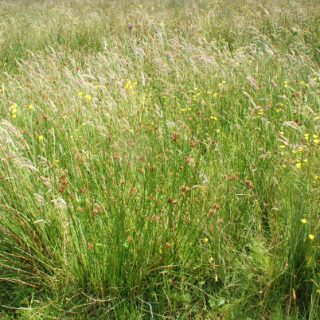 GL2B: Juncus effusus – Holcus lanatus grassland