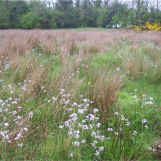 GL2B: Juncus effusus – Holcus lanatus grassland