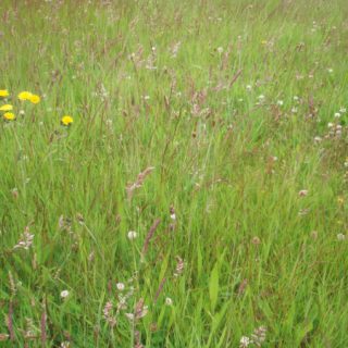 GL2C: Holcus lanatus – Lolium perenne grassland