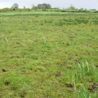 GL2C: Holcus lanatus – Lolium perenne grassland