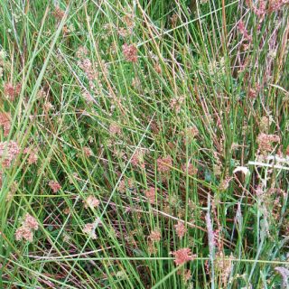 GL2D: Juncus effusus – Rumex acetosa grassland