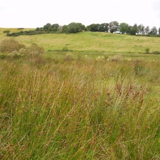 GL2D: Juncus effusus – Rumex acetosa grassland