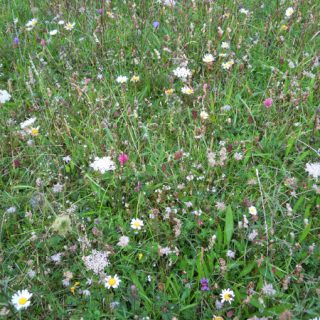 GL3A: Briza media – Thymus polytrichus grassland