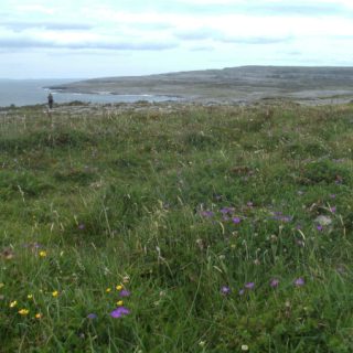 GL3A: Briza media – Thymus polytrichus grassland