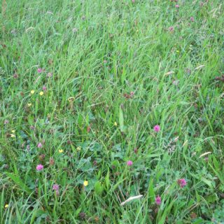 GL3C: Festuca rubra – Plantago lanceolata grassland