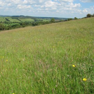GL3C: Festuca rubra – Plantago lanceolata grassland