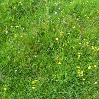 GL3D: Cynosurus cristatus – Trifolium pratense grassland