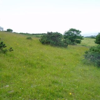 GL3D: Cynosurus cristatus – Trifolium pratense grassland