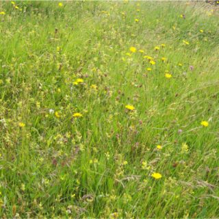 GL3E: Festuca rubra – Rhinanthus minor grassland