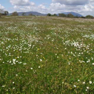 GL3E: Festuca rubra – Rhinanthus minor grassland