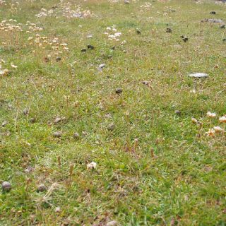 GL3F: Festuca rubra – Lotus corniculatus grassland