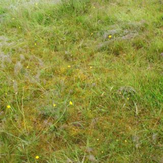 GL4A: Agrostis capillaris – Trifolium repens grassland