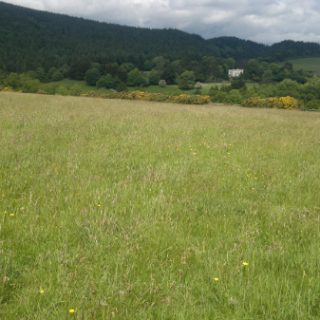 GL4A: Agrostis capillaris – Trifolium repens grassland