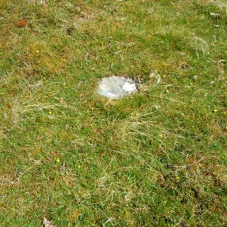 GL4B: Nardus stricta – Potentilla erecta grassland