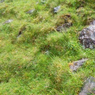 GL4C: Agrostis capillaris – Potentilla erecta grassland