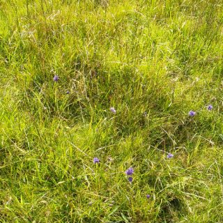GL4D: Agrostis canina/vinealis – Rhytidiadelphus squarrosus grassland