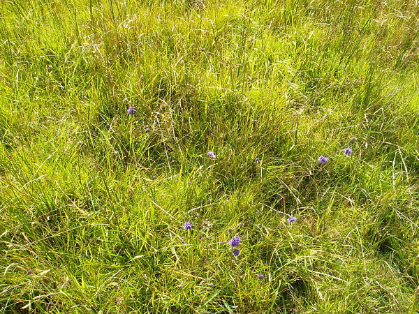 GL4D Agrostis canina/vinealis – Rhytidiadelphus squarrosus grassland ...