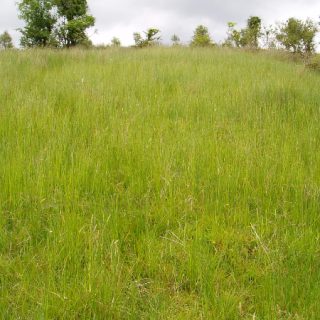GL4D: Agrostis canina/vinealis – Rhytidiadelphus squarrosus grassland