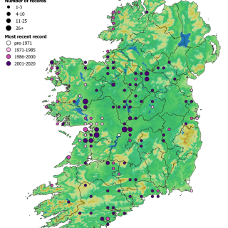 GL2A map: Agrostis stolonifera – Ranunculus repens marsh-grassland