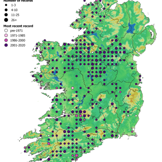 GL2B map: Juncus effusus – Holcus lanatus grassland