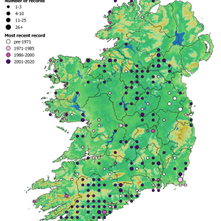 GL2C map: Holcus lanatus – Lolium perenne grassland