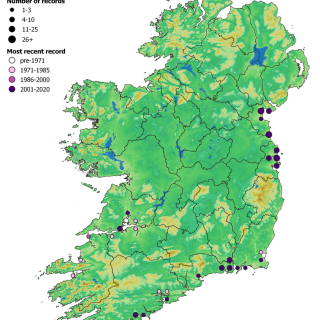 SM1B map: Spartina agg. saltmarsh