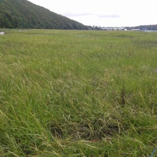SM1B: Spartina agg. saltmarsh