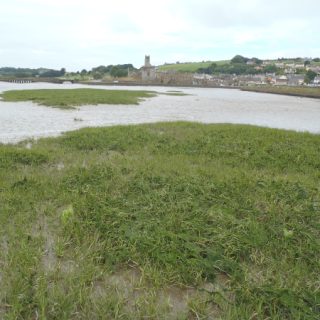 SM1B: Spartina agg. saltmarsh