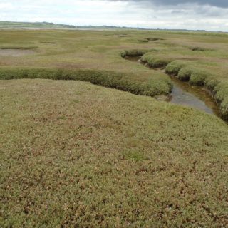 SM2B: Atriplex portulacoides – Puccinellia maritima saltmarsh