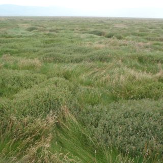 SM2B: Atriplex portulacoides – Puccinellia maritima saltmarsh