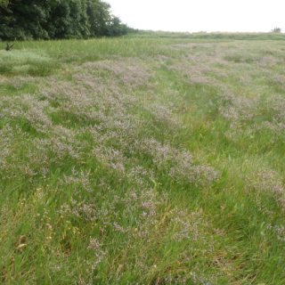 SM2C: Puccinellia maritima – Limonium humile saltmarsh