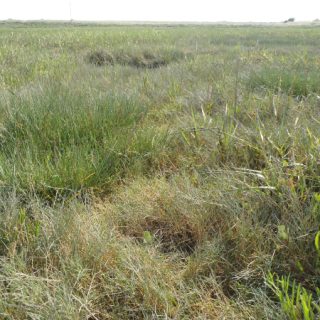 SM2C: Puccinellia maritima – Limonium humile saltmarsh