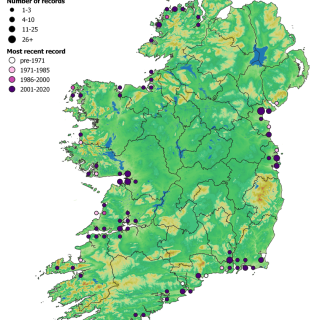 SM2D map: Puccinellia maritima – Aster tripolium saltmarsh