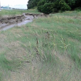 SM2D: Puccinellia maritima – Aster tripolium saltmarsh