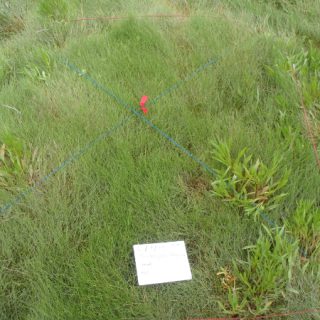 SM2D Puccinellia maritima – Aster tripolium saltmarsh