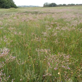 SM3B: Plantago maritima – Puccinellia maritima saltmarsh