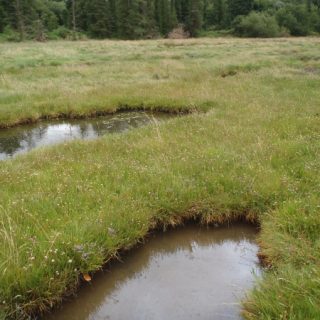 SM3B: Plantago maritima – Puccinellia maritima saltmarsh