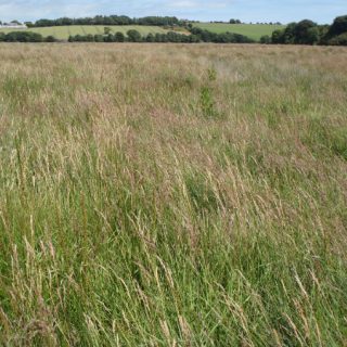 SM4A: Festuca rubra – Agrostis stolonifera saltmarsh