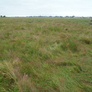 SM4A: Festuca rubra – Agrostis stolonifera saltmarsh
