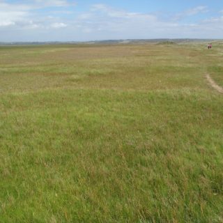 SM4B: Festuca rubra – Juncus gerardii saltmarsh